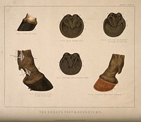 Anatomy of the horse's foot and neurotomy: six figures including the feet and hooves of a foal, an unshod horse, and the changes in form brought about by shoeing. Coloured engraving attributed to T. Cowan after a drawing attributed to B. Herring, ca. 1860.