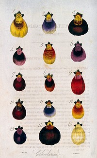 Fifteen flowers from different varieties of slipper flower (Calceolaria species). Coloured engraving by J. & J. Parkin, 1835, after C. W. Harrison.