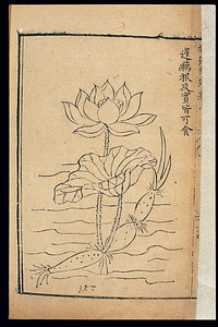 Famine Relief Herbal (1593): Lotus root
