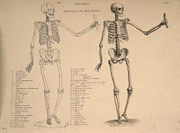 Male skeleton seen from the front, with left arm extended: two figures (one an outline drawing). Line engraving, ca. 1850.