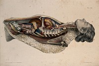 The body of a man lying down, with his trunk dissected to reveal the ribs and viscera. Coloured lithograph by William Fairland, 1869.