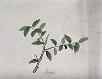 Japanese box (Buxus microphylla): branch with leaves. Coloured pen drawing by S. Kawano.