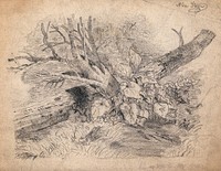 Plants growing by a fallen tree. Pencil drawing by A. Storer.