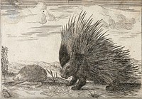 A porcupine with quills erect and a hedgehog. Etching.