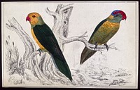 Two parrots. Coloured etching.