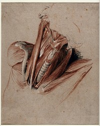 Neck of an écorché figure. Chalk drawing by C. Landseer, ca. 1825.