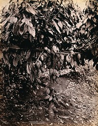 A fruiting cacao tree (Theobroma cacao) Photograph.