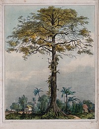 Kapok or silk cotton tree (Ceiba pentandra) growing by a village in Surinam. Coloured lithograph by P. Lauters, c. 1839, after P. J. Benoit.
