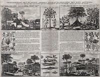 Antilles islands: plants, trees, animals, agriculture, and customs of the people. Engraving, 1732, after S. Leclerc, ca 1671.