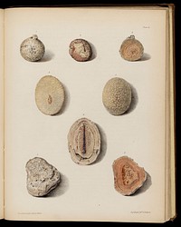 A descriptive and illustrated catalogue of the calculi and other animal concretions contained in the Museum / [By T. Taylor].