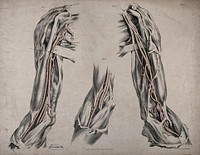 The circulatory system: dissections of the upper arm, shoulder and elbow, with arteries and blood vessels indicated in red. Coloured lithograph by J. Maclise, 1841/1844.