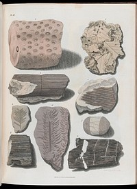 Organic remains of a former world. An examination of the mineralized remains of the vegetables and animals of the antediluvian world; generally termed extraneous fossils / [James Parkinson].