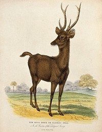 Zoological Society of London: a Rusa deer. Coloured etching by W. Panormo.