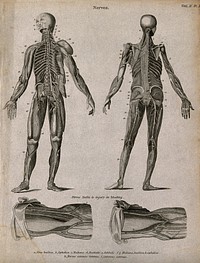 Nerves: four figures, showing front and back views of an écorché, and details of nerves in the arm liable to injury in bleeding. Line engraving by Campbell, 1816/1821.