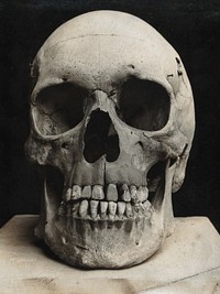 A skull prepared for demonstration: front view. Photograph.