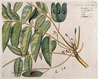 Mattipaul (Ailanthus malabarica DC.): branch with flowers and fruits, separate flowers and seed. Coloured line engraving.