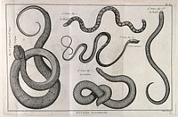 One cobra and four colubrid snakes, including possibly an oriental whip snake and the primitive worm-like species, Leptotyphlops humilis. Engraving, ca. 1778.