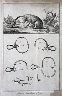 Hunting: a wolf, with its head caught in a trap (above), and details of the trap (below) Engraving, c.1762, by B.-L. Prevost.