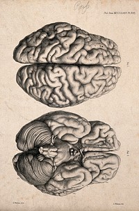 Brain of an African Bushwoman: two figures, views from above and below. Lithograph by E.M. Williams after H. Watkins, 1864.