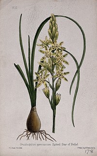 A Bath asparagus plant (Ornithogalum pyrenaicum): entire flowering plant in two sections. Coloured lithograph by W. G. Smith, c. 1863, after himself.