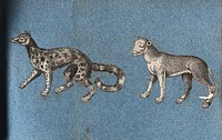 A fox-like animal and a cheetah . Cut-out engraving pasted onto paper, 16--.
