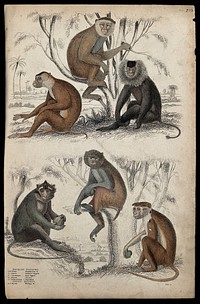 Six different specimen of the genus Macaccae (macaque-monkeys). Coloured etching by S. Milne.