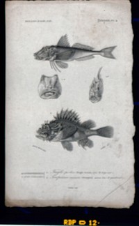 Above, a gurnard seen from the side; middle, the skeletal heads of a gurnard and a sculpin; below, a sculpin seen from the side. Stipple engraving by Corbié after A. Baron.
