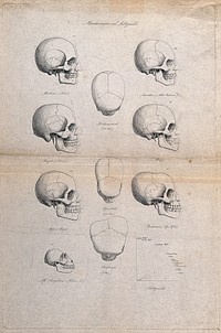 Human skulls of different racial types: eleven figures also including the skull of an ape, and a graph demonstrating different angles. Engraving.