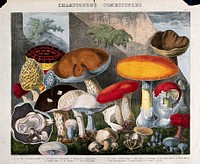 Edible fungi: 19 species, including horse and field mushrooms (Agaricus), morels (Morchella and Helvella) and Boletus species. Coloured lithograph by A. Cornillon, ca. 1827, after Prieur.