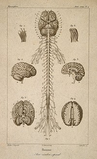 Brain and spinal cord: seven figures. Stipple engraving by Schmeltz, after Martin Saint-Ange, 1830/1850.