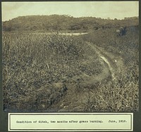 Ditch, two months after grass burning; Panama Canal construction work. Photograph, 1910.