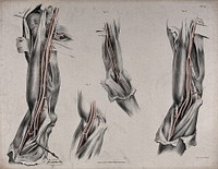 The circulatory system: dissections of the arm, shoulder and elbow, with arteries and blood vessels indicated in red. Coloured lithograph by J. Maclise, 1841/1844.