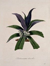 Spiderwort (Tradescantia virginiana): flowering stem. Coloured lithograph.