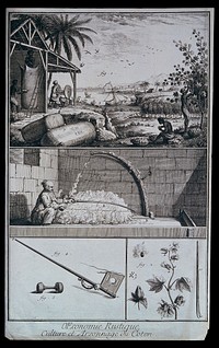 Textiles: cultivation and spinning of cotton. Engraving.