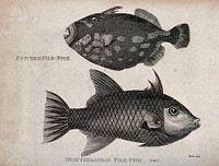 Above, a patched file fish; below, a mediterraanean file fish. Engraving by Heath.
