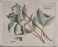 Indian Snakeroot or Java Devilpepper (Rauvolfia serpentina (L.) Kurz): flowering and fruiting branches, root, inflorescence and sectioned fruit with seeds. Coloured line engraving.