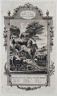 Cape of Good Hope (South Africa): a selection of its indigenous animals, including the cape sheep, a wild goat, a wild ass, a wolf tiger, a zebra and a civet cat. Etching.