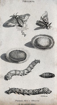 A silkworm (Phaloena mori) shown as imago, larva, pupa and egg. Etching by M. Griffith.