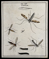 Five crane flies (Tipulidae species): adults and larva. Coloured etching by M. Harris, ca. 1766.