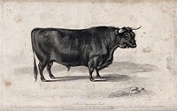 A West Highland bull. Etching by H. Beckwith, ca 1840, after W.H. Davis.