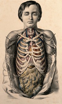 The body of a youth with his trunk dissected to reveal the ribs and viscera, especially the position of the heart. Coloured lithograph by J.B. Léveillé after William Fairland, 1869.