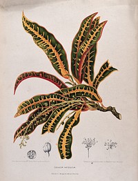 Croton (Codiaeum variegatum (L.) Blume): flowering and fruiting branch tip with separate, numbered fruit clusters and single fruit, both whole and sectioned. Chromolithograph by P. Depannemaeker, c.1885, after B. Hoola van Nooten.