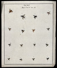 Sixteen flies (Muscæ species). Coloured etching by M. Harris, ca. 1766.