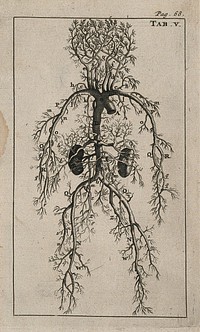 The arterial system of human foetus. Engraving, 1686, after Gérard de Lairesse, 1685.