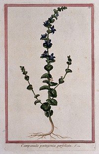 A bellflower (Campanula species): entire flowering plant. Coloured etching by M. Bouchard, 1772.