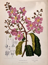 Pride-of-India, queen flower or pyinma (Lagerstroemia speciosa (L.) Pers.): flowering branch with numbered sections of flowers. Chromolithograph by P. Depannemaeker, c.1885, after B. Hoola van Nooten.