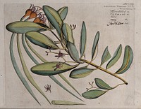 Kandel or Mangrove plant (Kandelia candel (L.) Druce): branch with flowers and fruit and separate flower and sectioned fruit. Coloured line engraving.