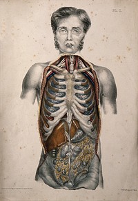 The body of a standing man with his trunk dissected to reveal the ribs and viscera. Coloured lithograph by William Fairland, 1869.