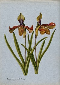 Lady's slipper orchids (Cypripedium villosum): two flowering stems. Watercolour.