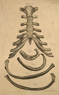 Sternum and right side of rib cage seen from behind. Line engraving by A. Bell after J.J. Sue, 1798.